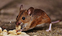 24 Hour & Emergency Exterminators in The Citadel, SC